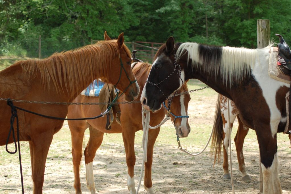 Horses_Standing-1024x681